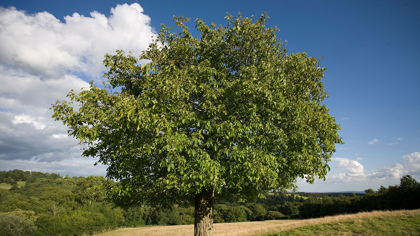 Walnut (Juglans regia) British Trees Woodland Trust