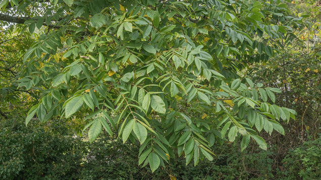 Walnut Juglans Regia British Trees Woodland Trust