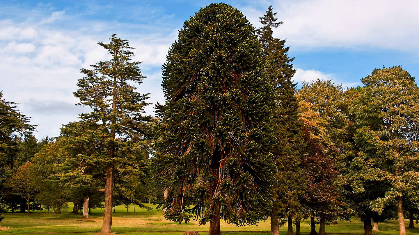 Monkey puzzle (Araucaria araucana) - Woodland Trust
