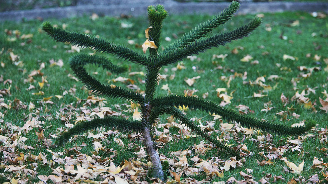 Monkey Maple Tree Why Is A Monkey Tree Called A Monkey Tree