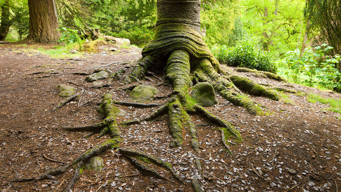 Jet Tree Monkey puzzle (Araucaria araucana) - Woodland Trust