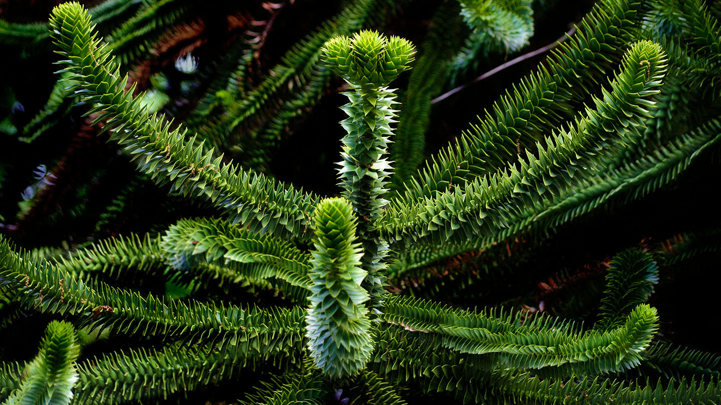 Monkey puzzle (Araucaria araucana) - Woodland Trust