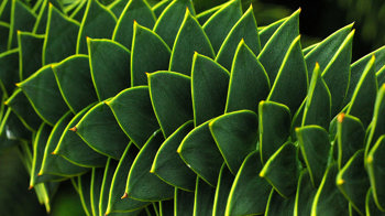 Monkey puzzle leaves close-up Monkey puzzle leaves close-up