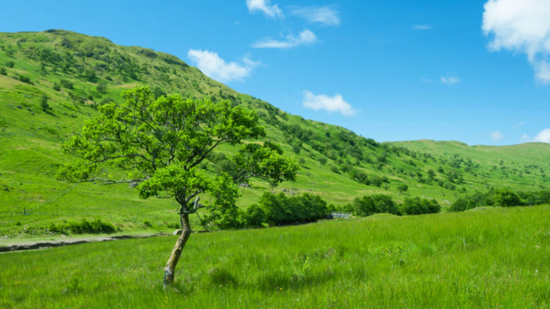 Alder tree in green field at Glen Finglas