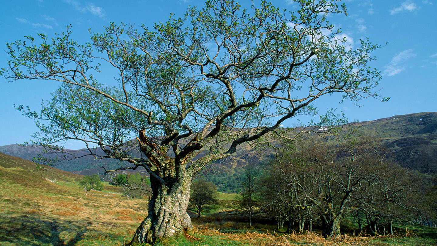Alder (Alnus glutinosa) British Trees Woodland Trust