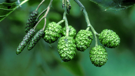 Male and female flowers of alder tree, one is long and thin and the other is rounded 'a close-up of a plant'