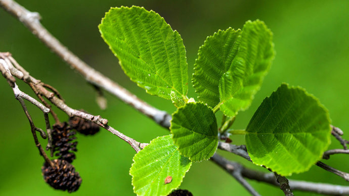 Alder tree leaves close up