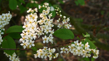 Bird cherry blossom 