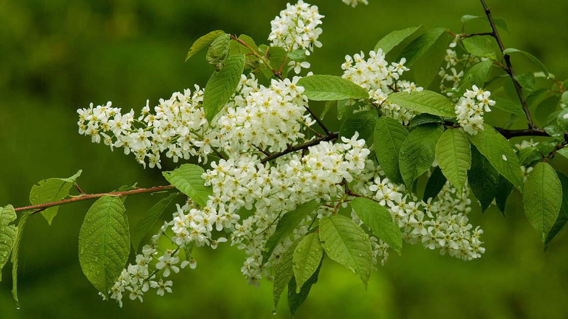 Bird cherry flower close-up