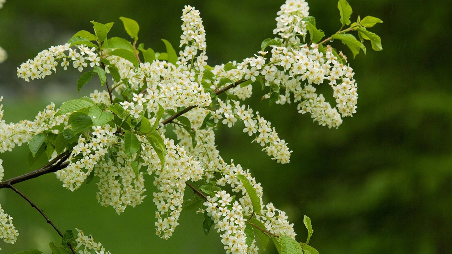 Bird Cherry (Prunus padus) - British Trees - Woodland Trust