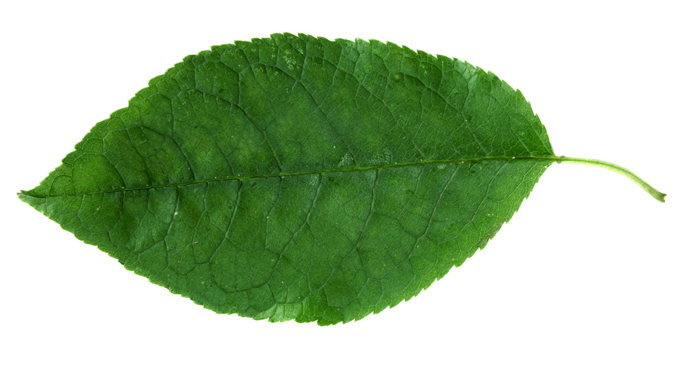 Bird cherry single leaf diagnostic with white background
