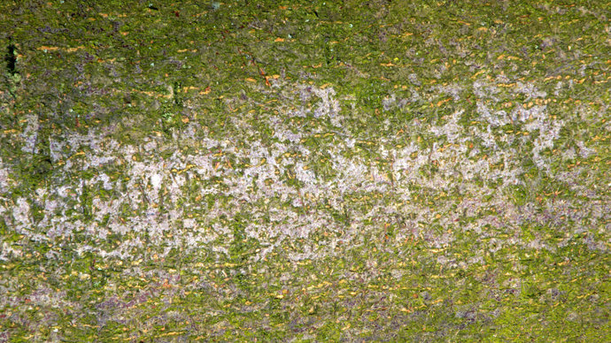 Bird cherry bark close up