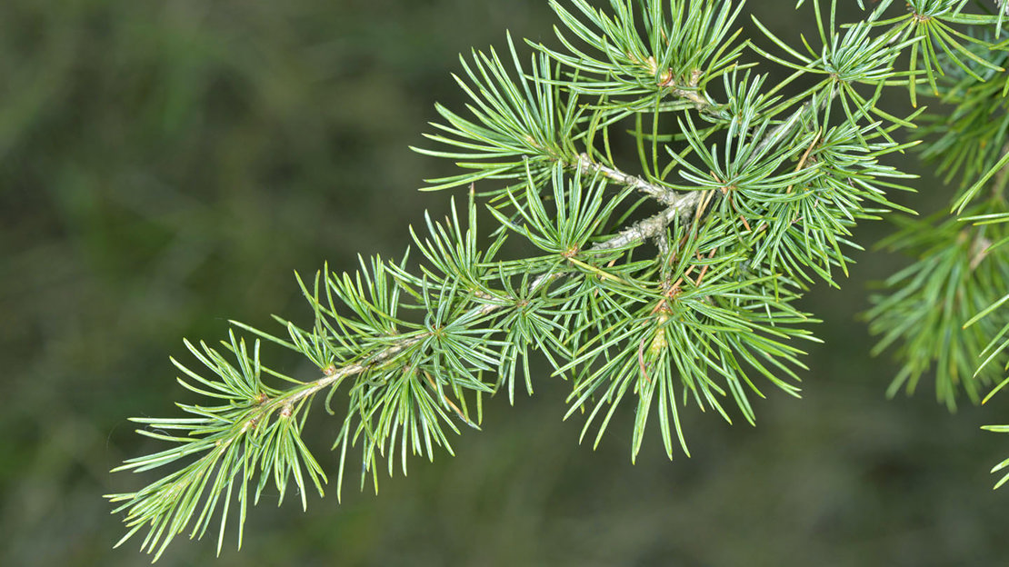 Cedar Cedrus Libani British Trees Woodland Trust Cedar Cedrus Libani British Trees Woodland Trust