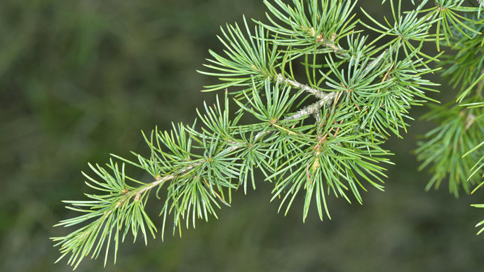 Cedar leaves
