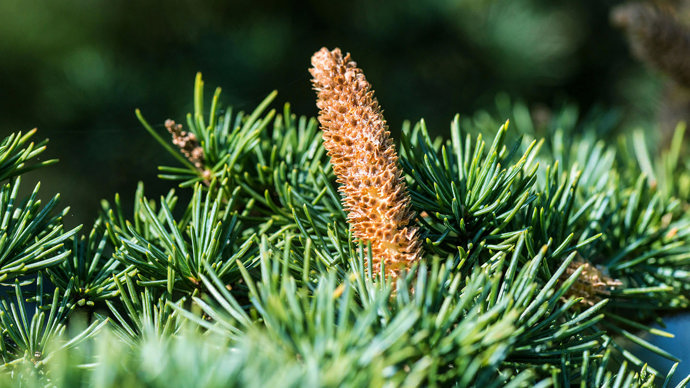 Cedar male cone growing on tree