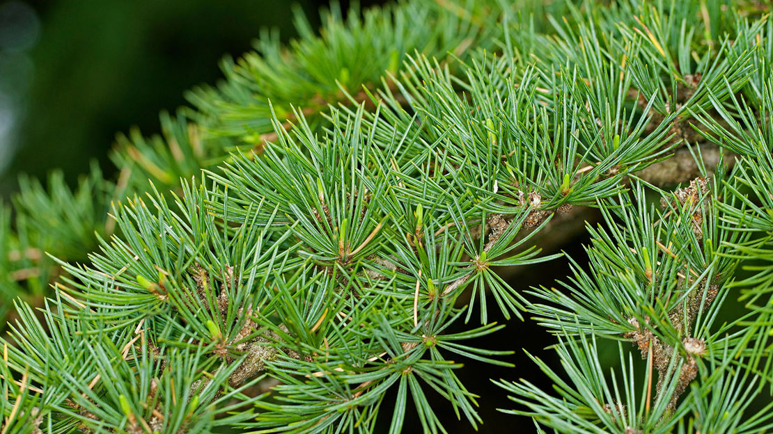 Threadleaf Cedar Cedar (Cedrus libani) - British Trees - Woodland Trust