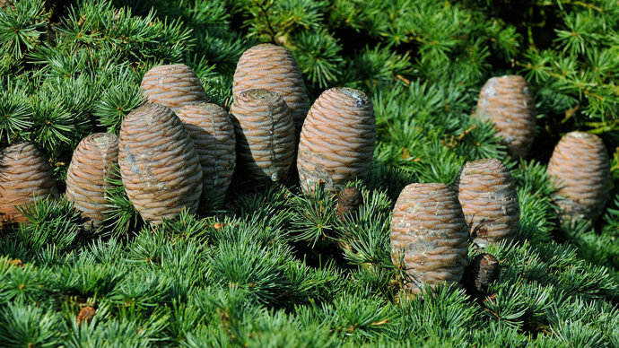 Cedar pine cones growing on tree