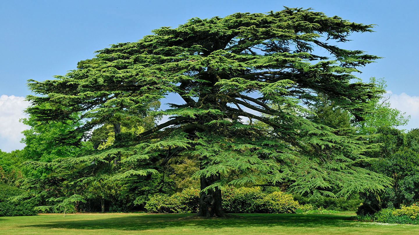 Cedar (Cedrus libani) British Trees Woodland Trust