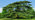Large old cedar tree in park