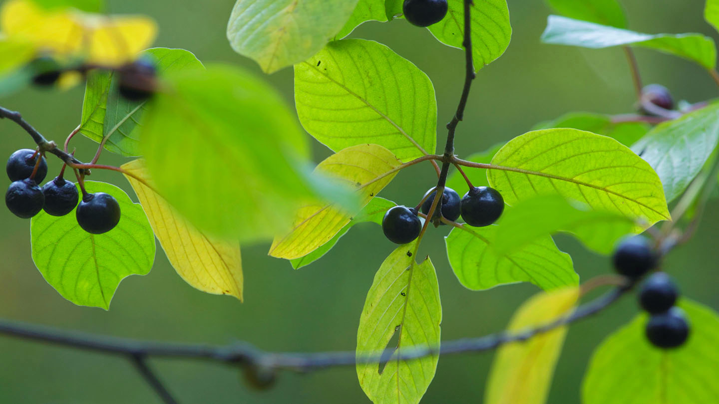 Purging Buckthorn (Rhamnus cathartica) Woodland Trust