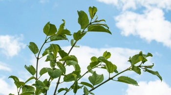 Purging buckthorn branches against blue sky Purging buckthorn branches against blue sky