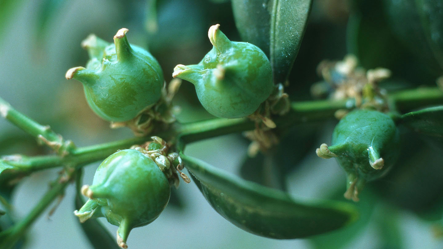 Common Box (Buxus sempervirens) - Woodland Trust