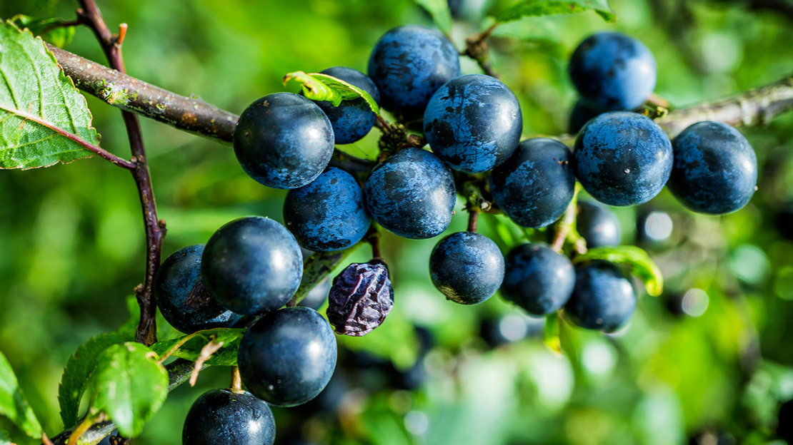 Blackthorn sloes growing on a tree branch