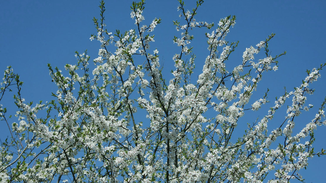 Blackthorn tree in bloom with flowers