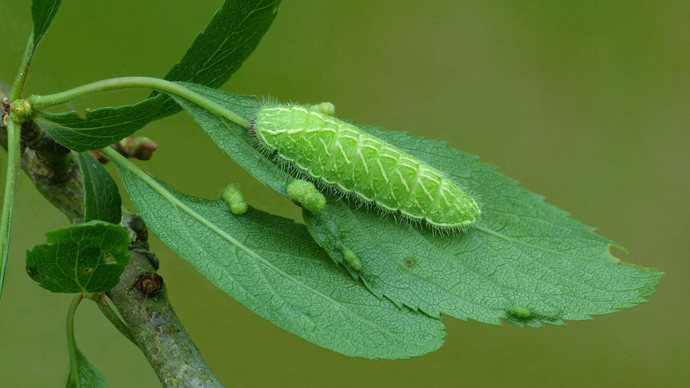Brown hairstreak caterpillar feeding on blackthorn leaves