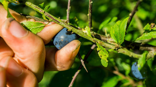 Close up of hand picking blackthorn berries
