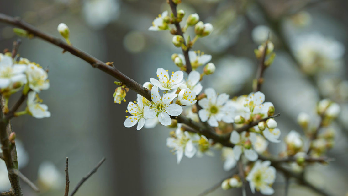 Blackthorn blossom
