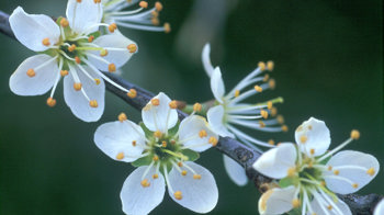 Blackthorn blossom close-up