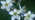 Blackthorn blossom close-up