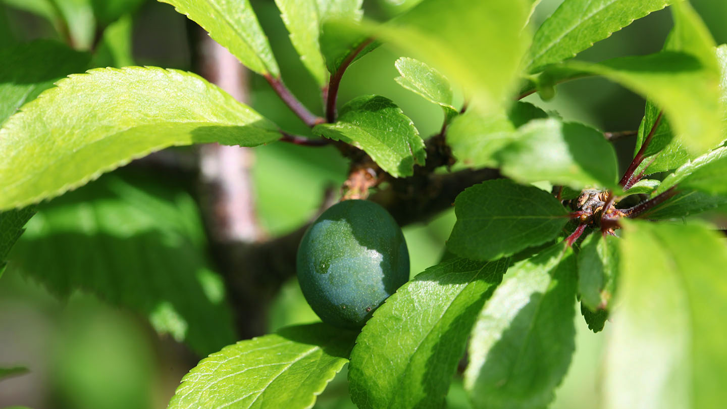 Blackthorn (Prunus spinosa) British Trees Woodland Trust