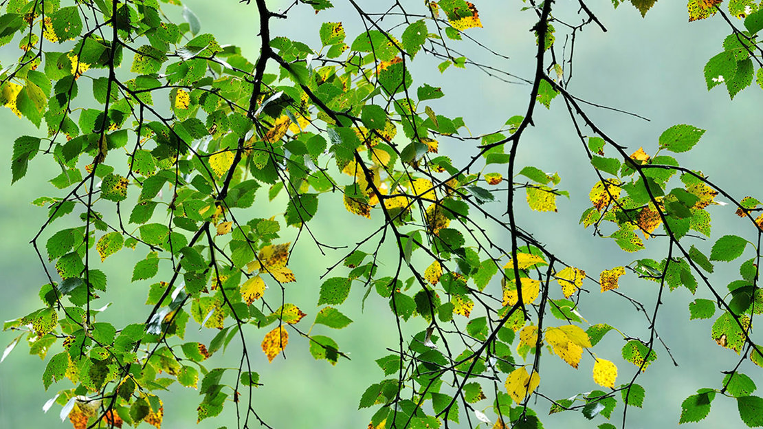 Silver birch leaves against a green background