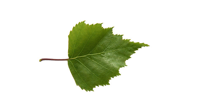 Silver Birch Betula Pendula British Trees Woodland Trust Silver Birch Betula Pendula British Trees Woodland Trust