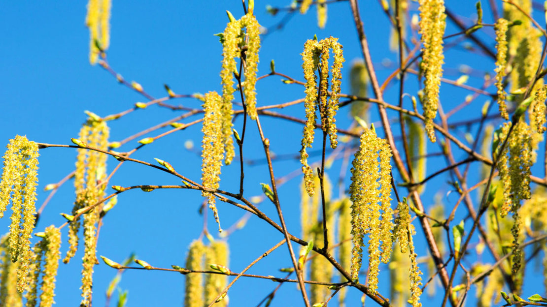 Silver birch catkins bright yellow against a blue sky