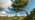Silver birch crooked tree in Scottish landscape