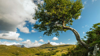 Silver birch crooked tree in Scottish landscape Silver birch crooked tree in Scottish landscape