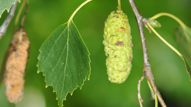 Silver Birch Betula Pendula British Trees Woodland Trust Silver Birch Betula Pendula British Trees Woodland Trust
