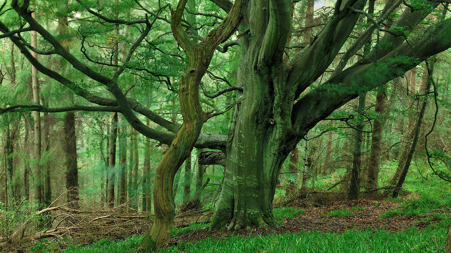 Beech, common (Fagus sylvatica) Woodland Trust
