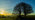 Beech trees in the sunset silhouette