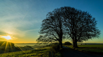 Beech trees in the sunset silhouette Beech trees in the sunset silhouette