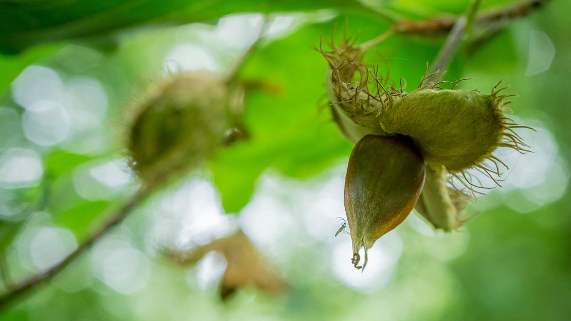 Open beech fruits on tree
