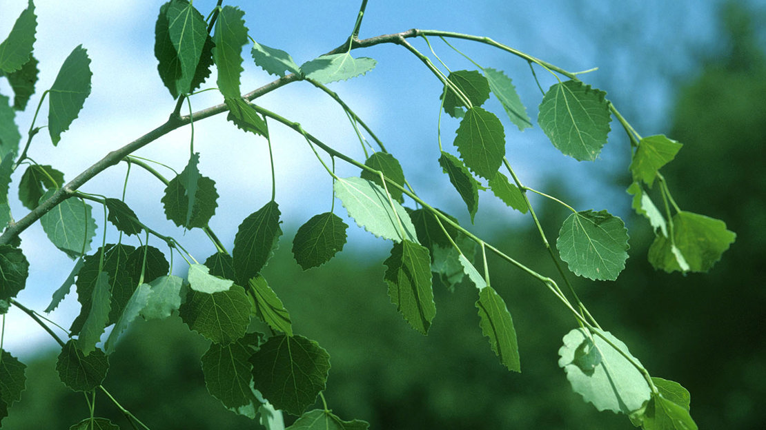 Aspen leaves in the sunlight with a blue sky background