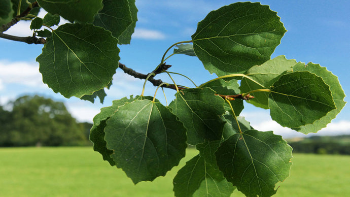 Aspen leaves with a field in the background