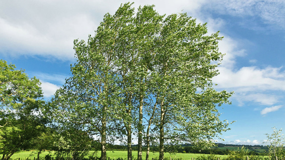 Aspen trees in a field