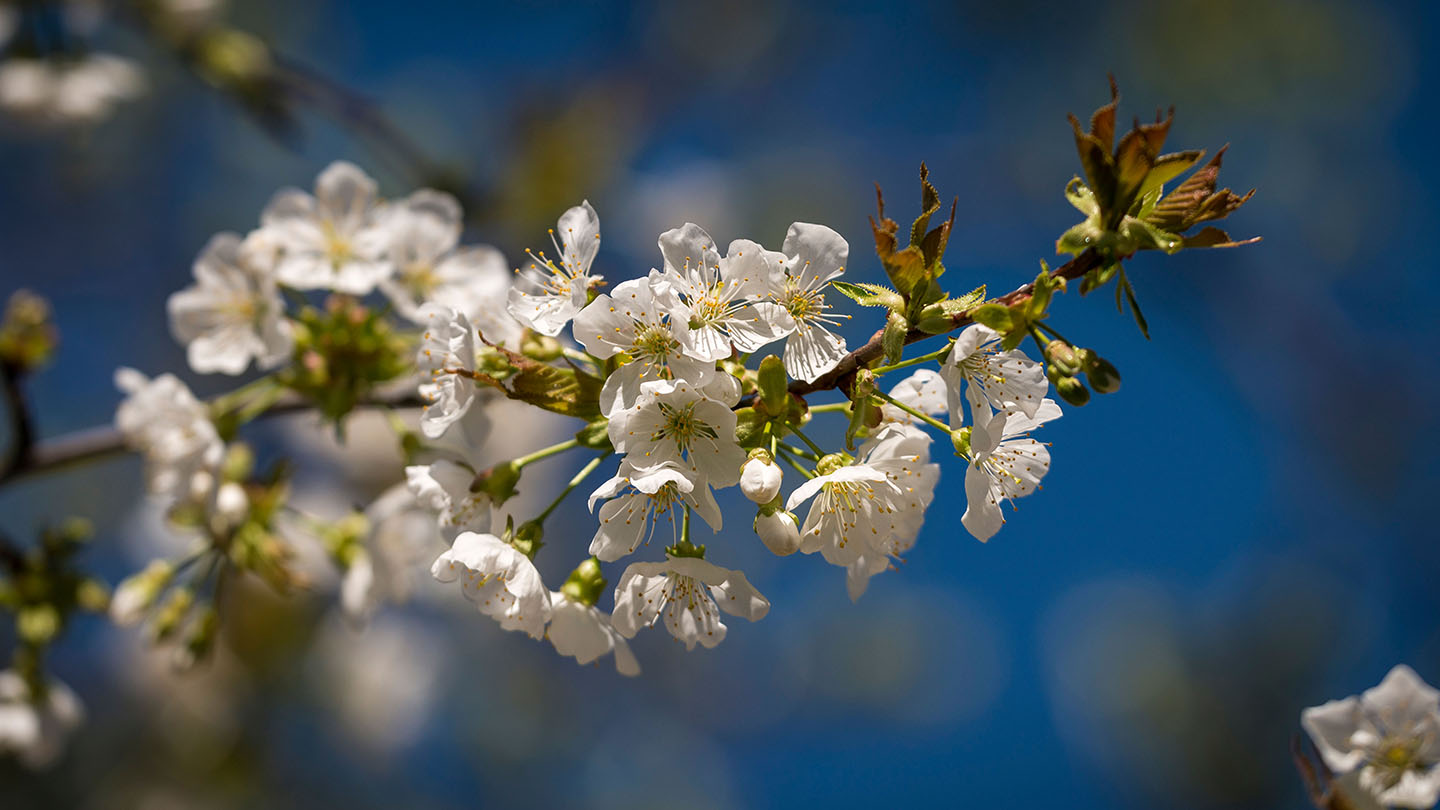 Wild cherry (Prunus avium) British Trees Woodland Trust