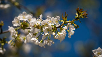 Sour cherry flowering blossom