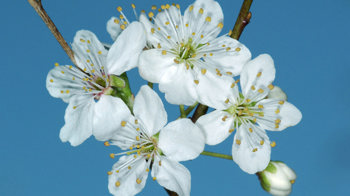 Cherry plum close-up of blossom lowers Cherry plum close-up of blossom lowers